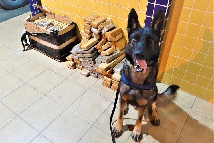 59 feira de santana drogas encontradas em onibus de turismo 12 10 achei sudoeste Cão farejador encontra mais de 100 quilos de maconha em ônibus de turismo na BA