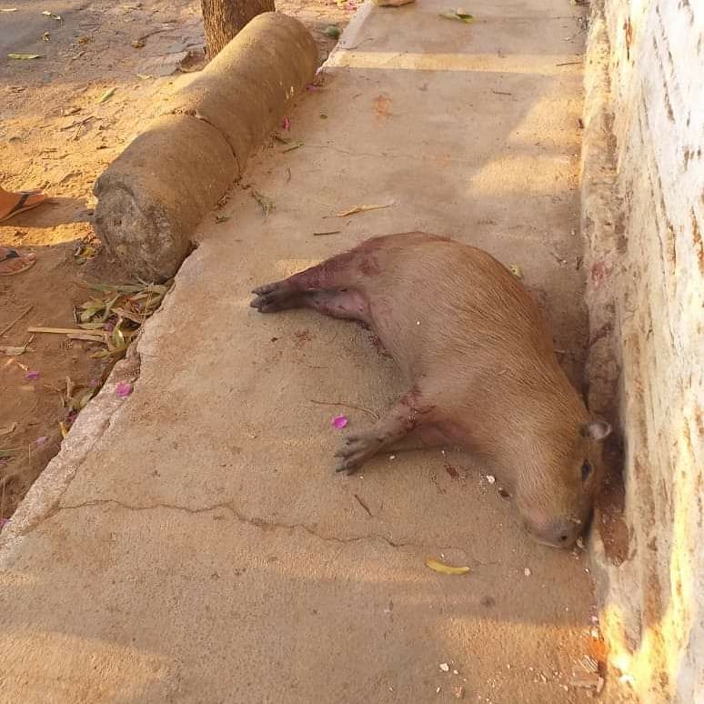 120614560 197775465112207 5907160014048716295 n Capivara é encontrada morta na Avenida Guanabara em Guanambi