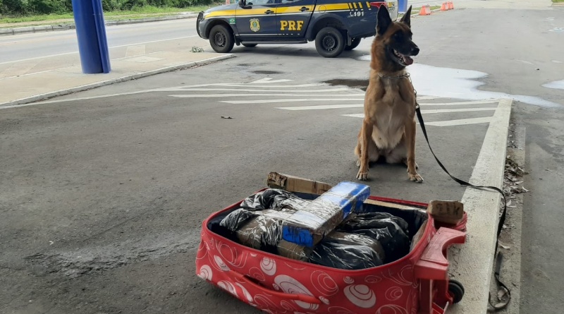 WhatsApp Image 2020 11 19 at 15.26.31 800x445 1 Com ajuda de cão farejador, PRF prende passageiros de ônibus transportando quase 25kg de droga no sudoeste baiano