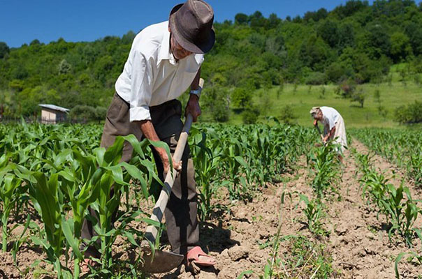 agricultor26052020 1 Prazo de inscrição do Seguro Safra é prorrogado em Guanambi