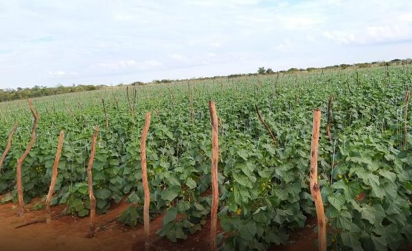 Município de Iuiu é destaque na produção de pepino no sudoeste baiano