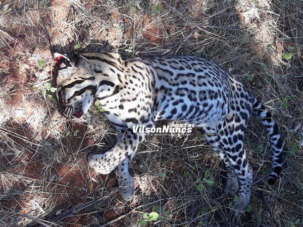 Felino da espécie jaguatirica é encontrado morto na BA-263 em Palmas de Monte Alto