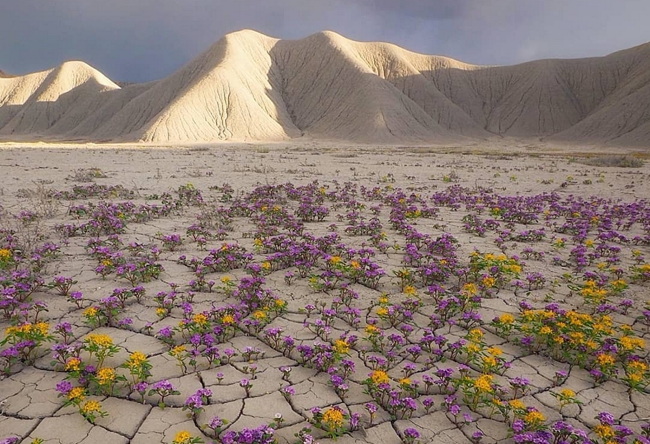 1 43 Foto mostra uma área do deserto do Atacama repleta de flores?