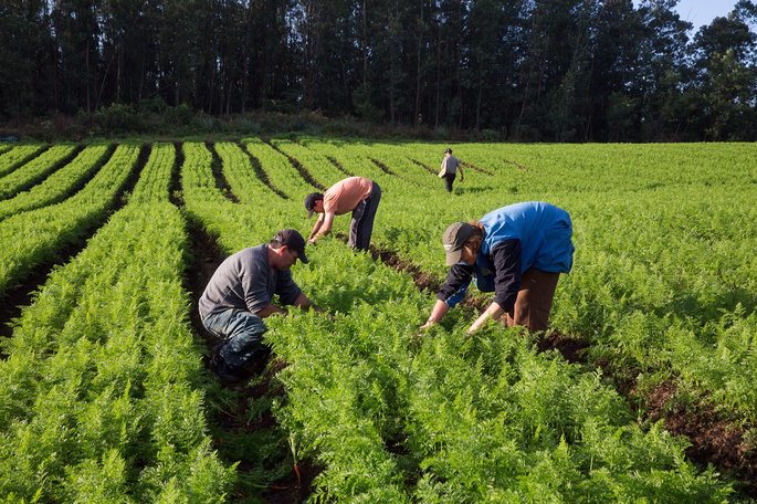 pessoascultivando cke Prefeito de Sebastião Laranjeiras envia projeto à Câmara, criando programa da economia solidária