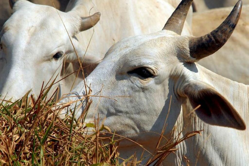 gado Prorrogado o prazo de vacinação contra a febre aftosa para 31 de dezembro