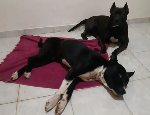 Após mal-entendido por conta de denúncia, cães resgatados em Caetité voltam para casa