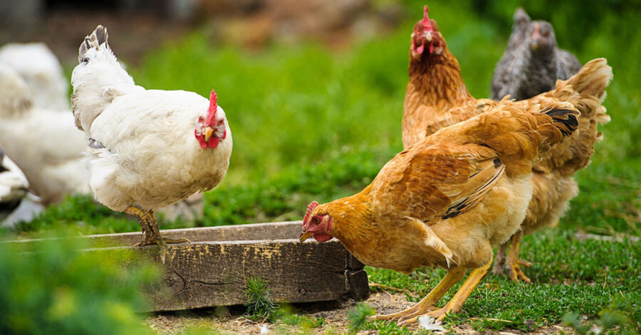 aves eventos agropecuaria Portaria mantém proibição de eventos com aglomeração de aves na Bahia