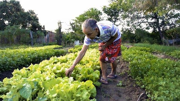 Agricultura familiar Grantia Safra Mais de 216 mil agricultores começam a receber Garantia Safra na Bahia